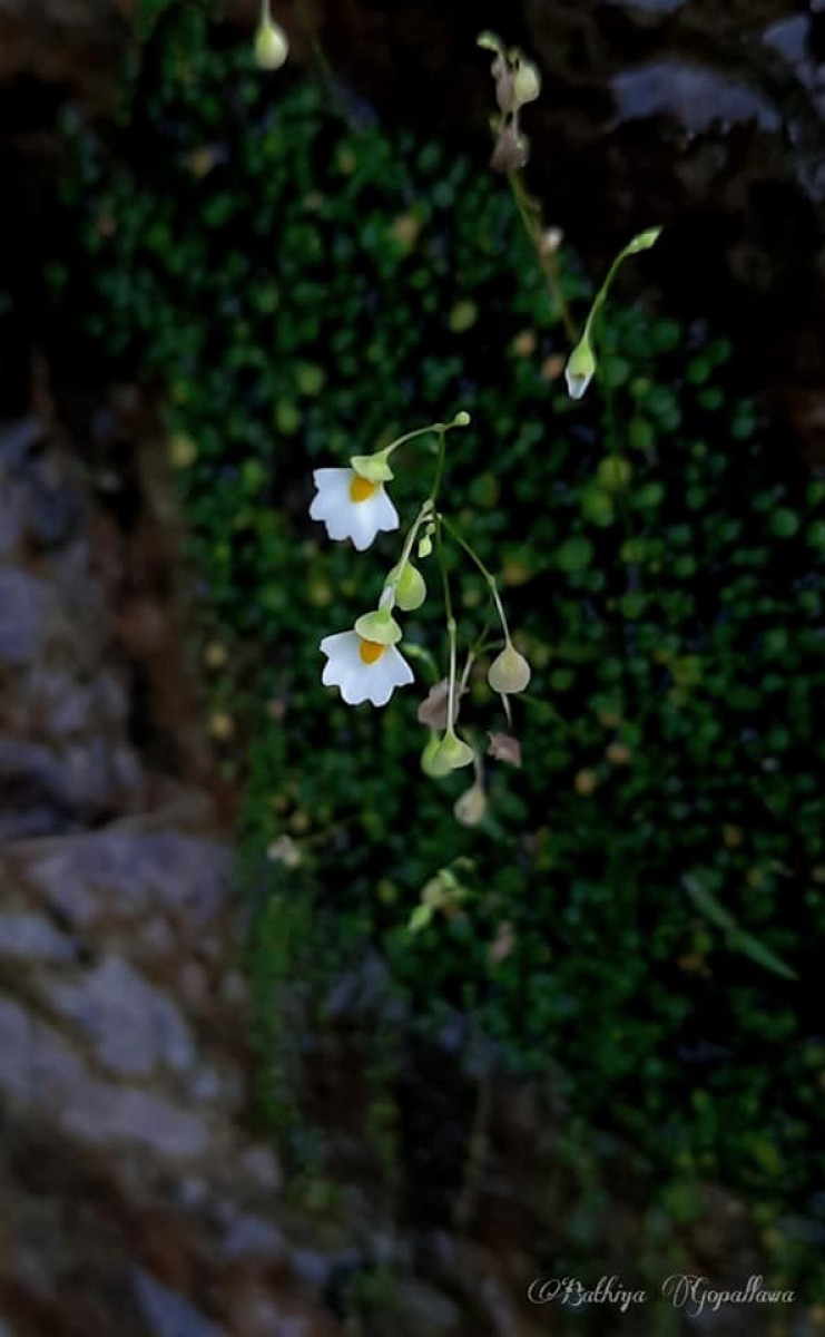 Utricularia striatula Sm.